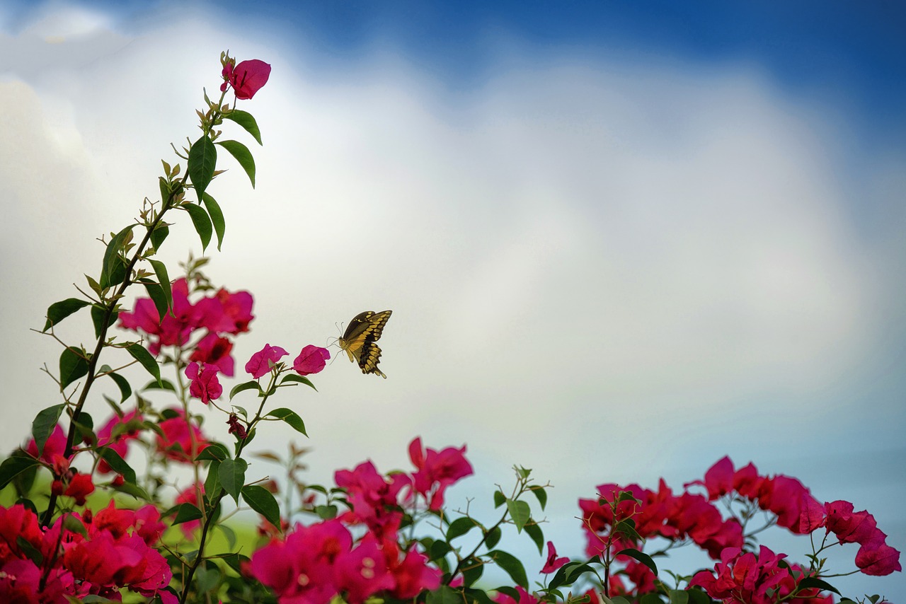 spring butterfly nature free photo