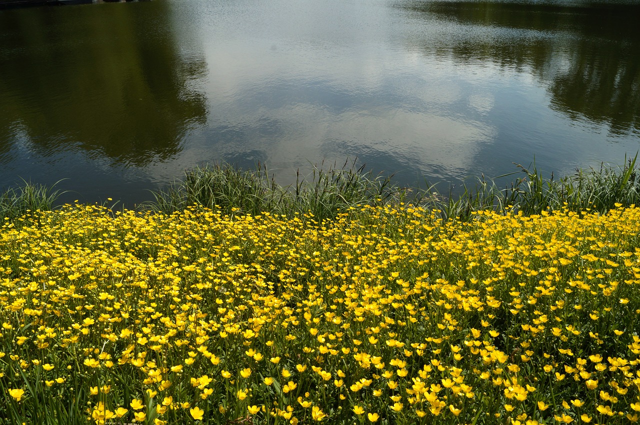 spring waterfront water free photo