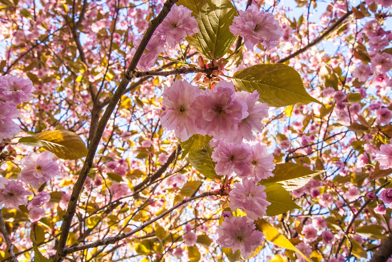 spring flowers sun free photo