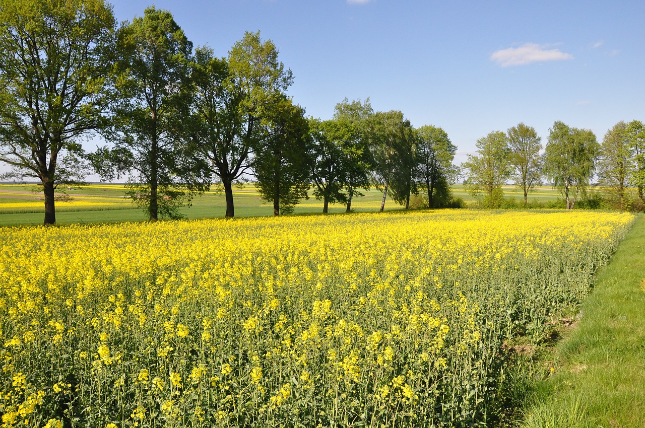 spring landscape field free photo