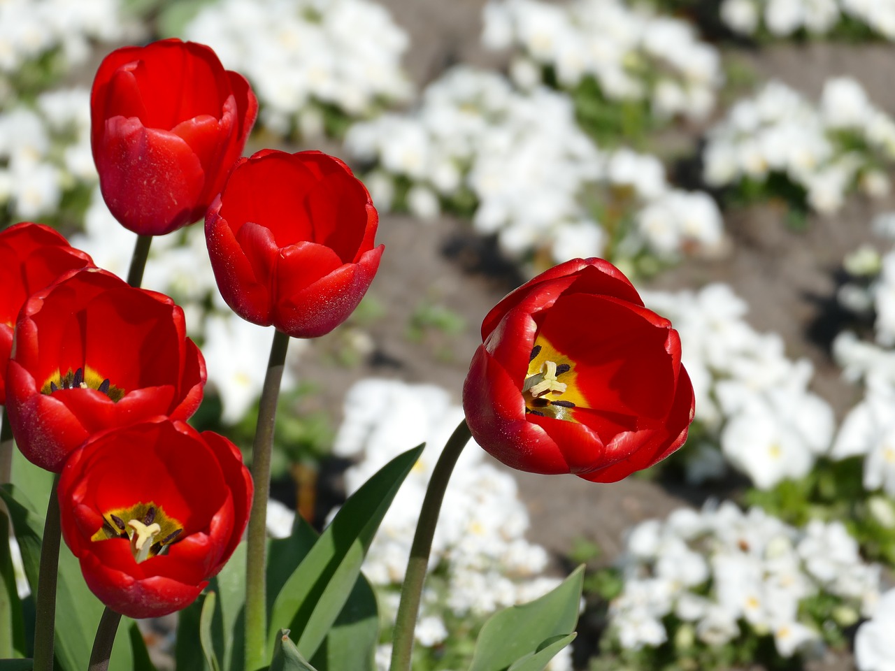 spring tulips nature free photo