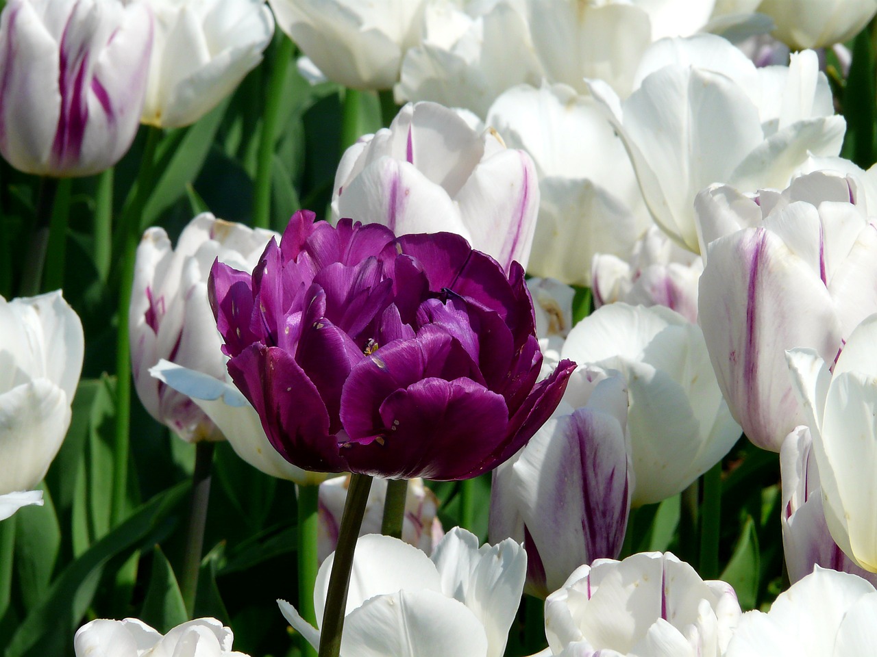 spring tulip flowers free photo