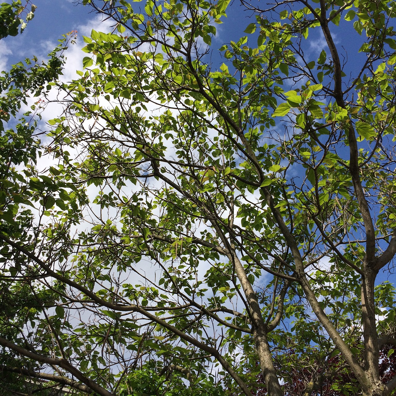 spring yesil tree sky free photo