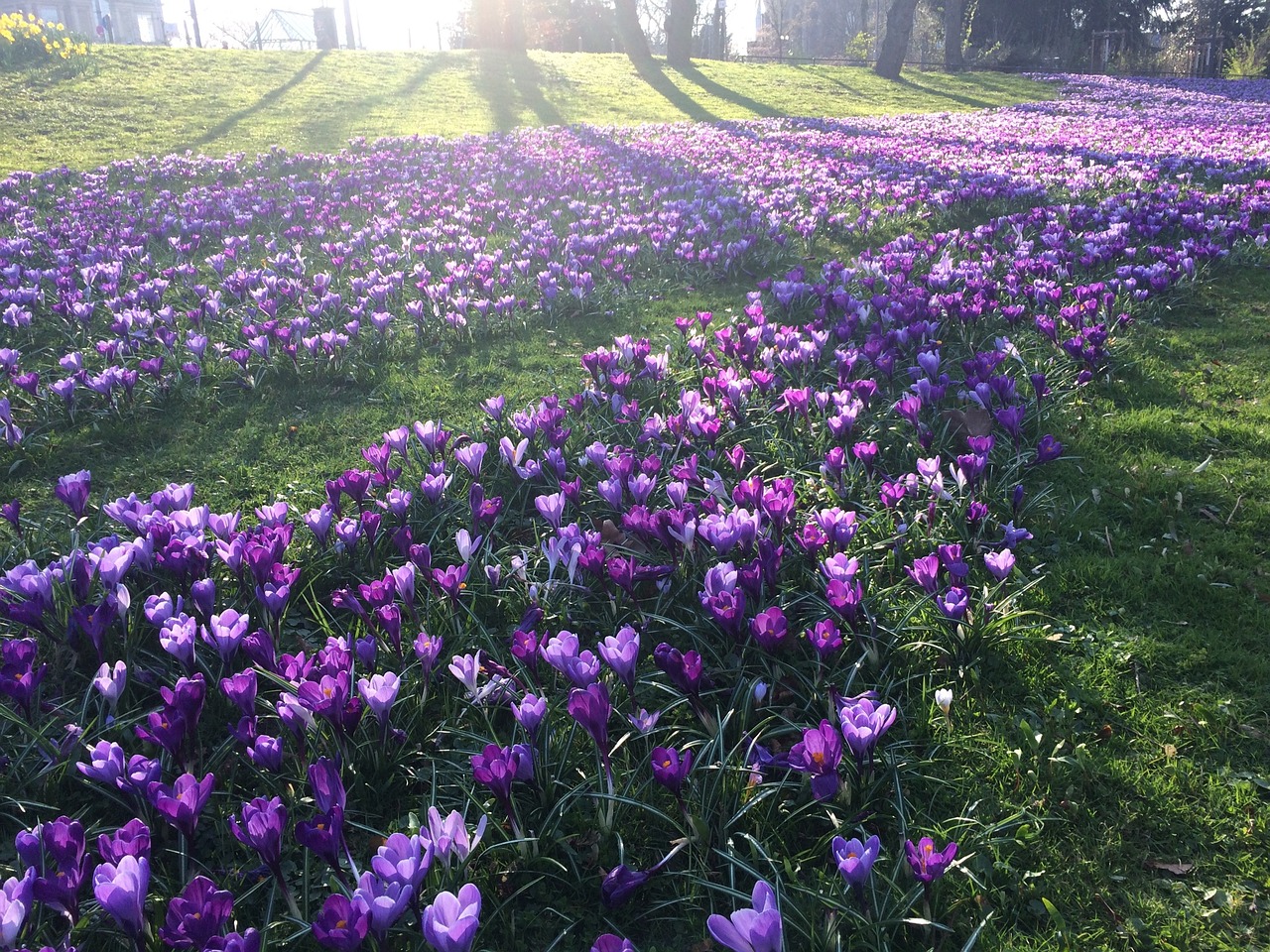 spring crocus purple free photo