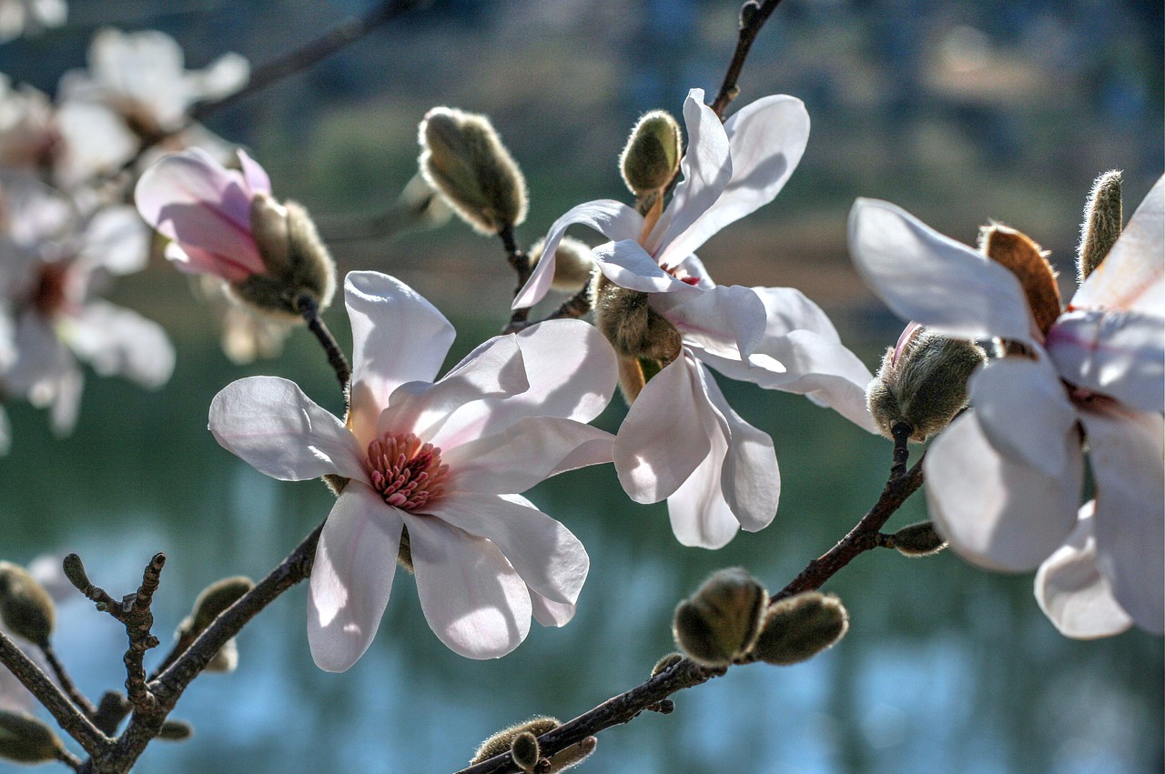 spring flowers blooms free photo