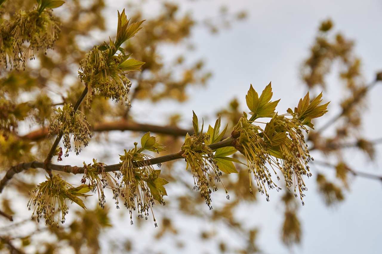 spring tree park free photo