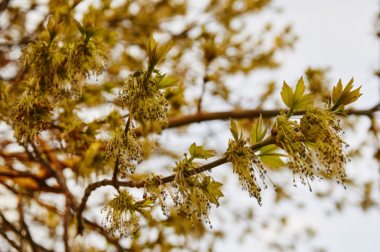 spring tree park free photo