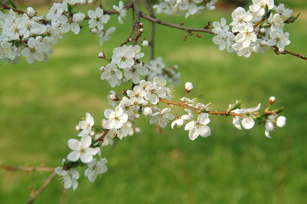 spring green blossom free photo