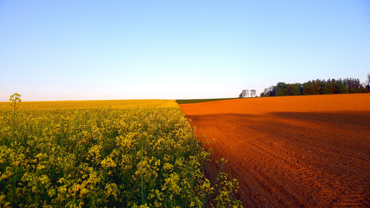 spring field of rapeseeds blooming rape field free photo