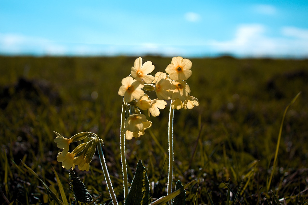 spring nature primrose free photo