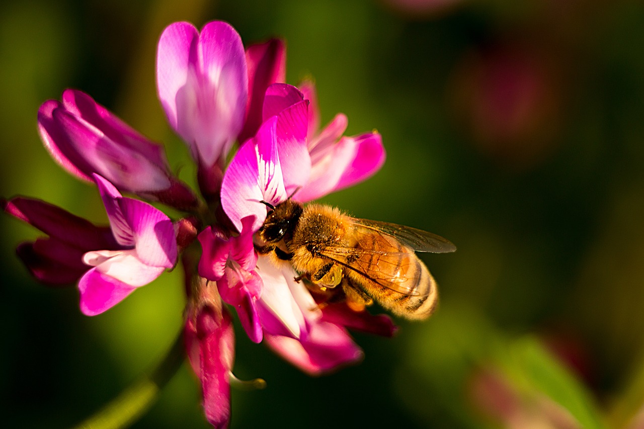 spring flower nature free photo