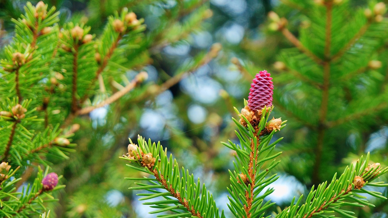 spring spruce bloom free photo