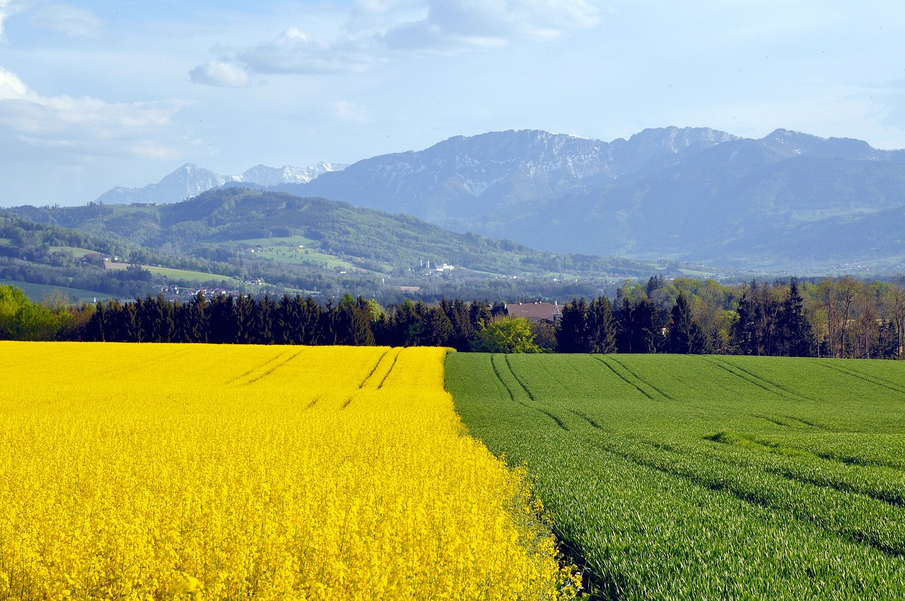 spring field of rapeseeds rape blossom free photo