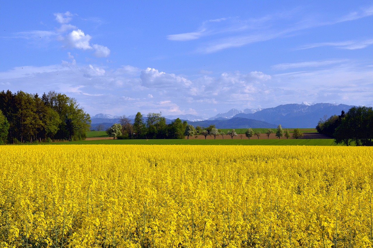 spring rape blossom field of rapeseeds free photo