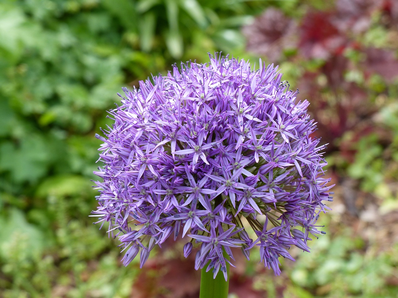 spring ornamental onion flower free photo