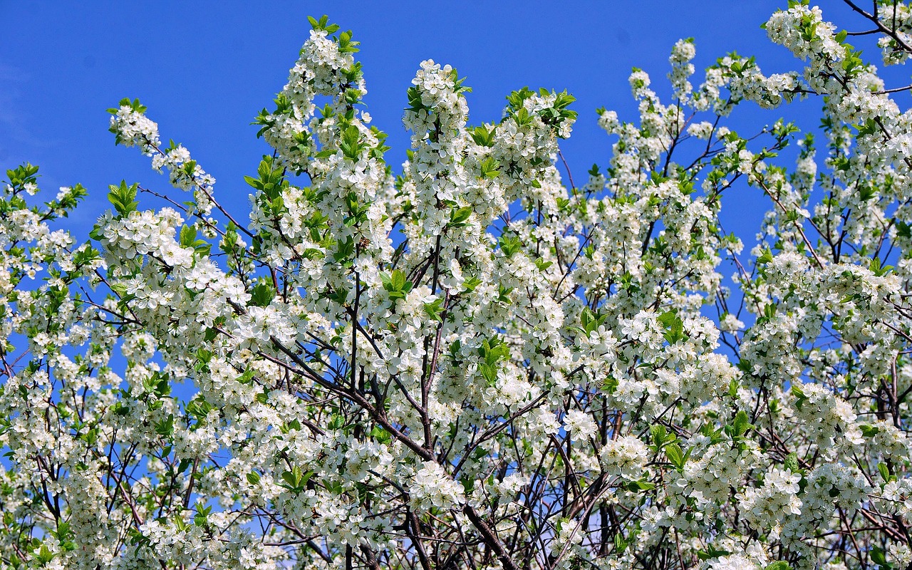 spring apple tree color free photo