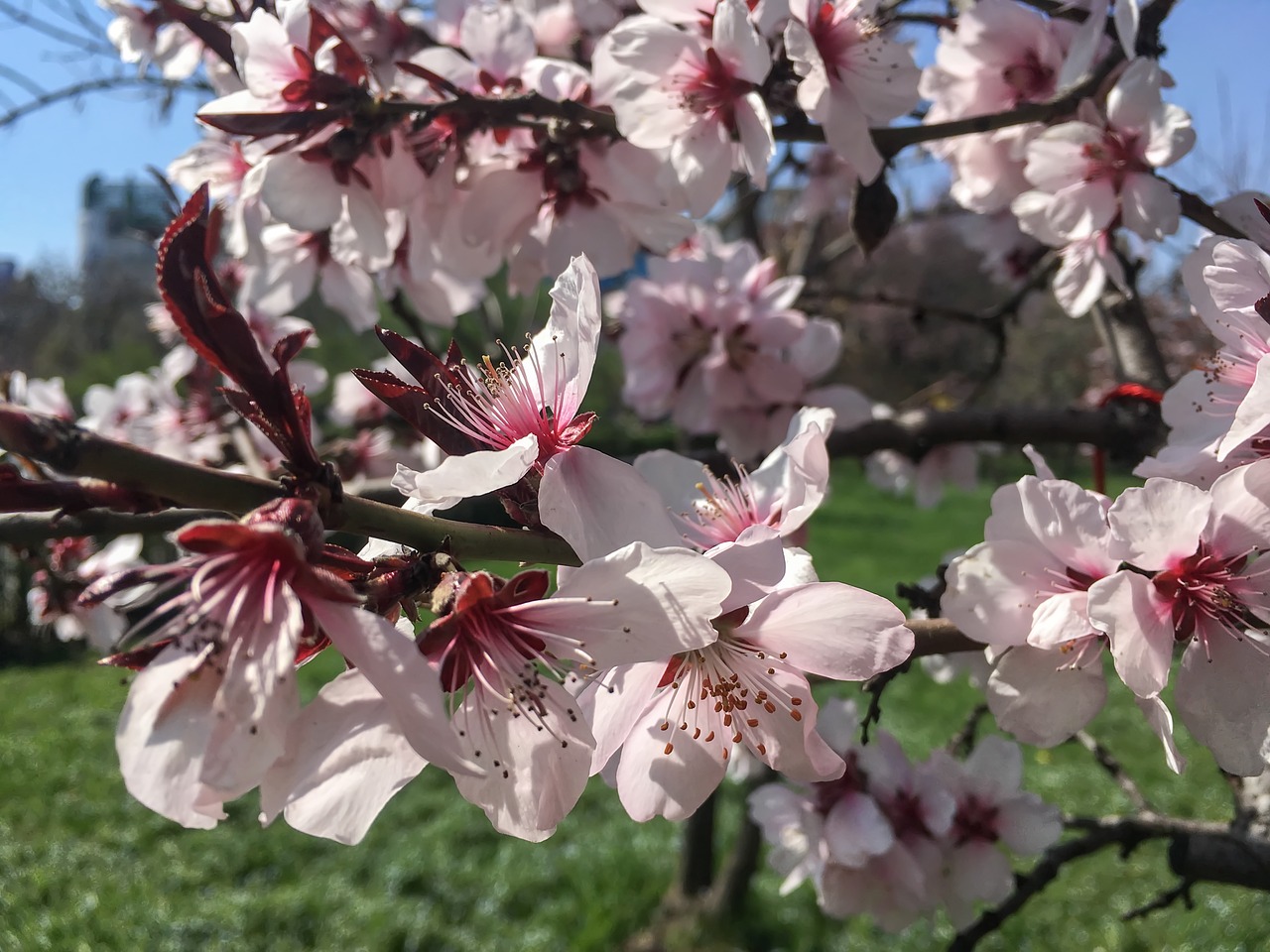 spring flowers sunny free photo