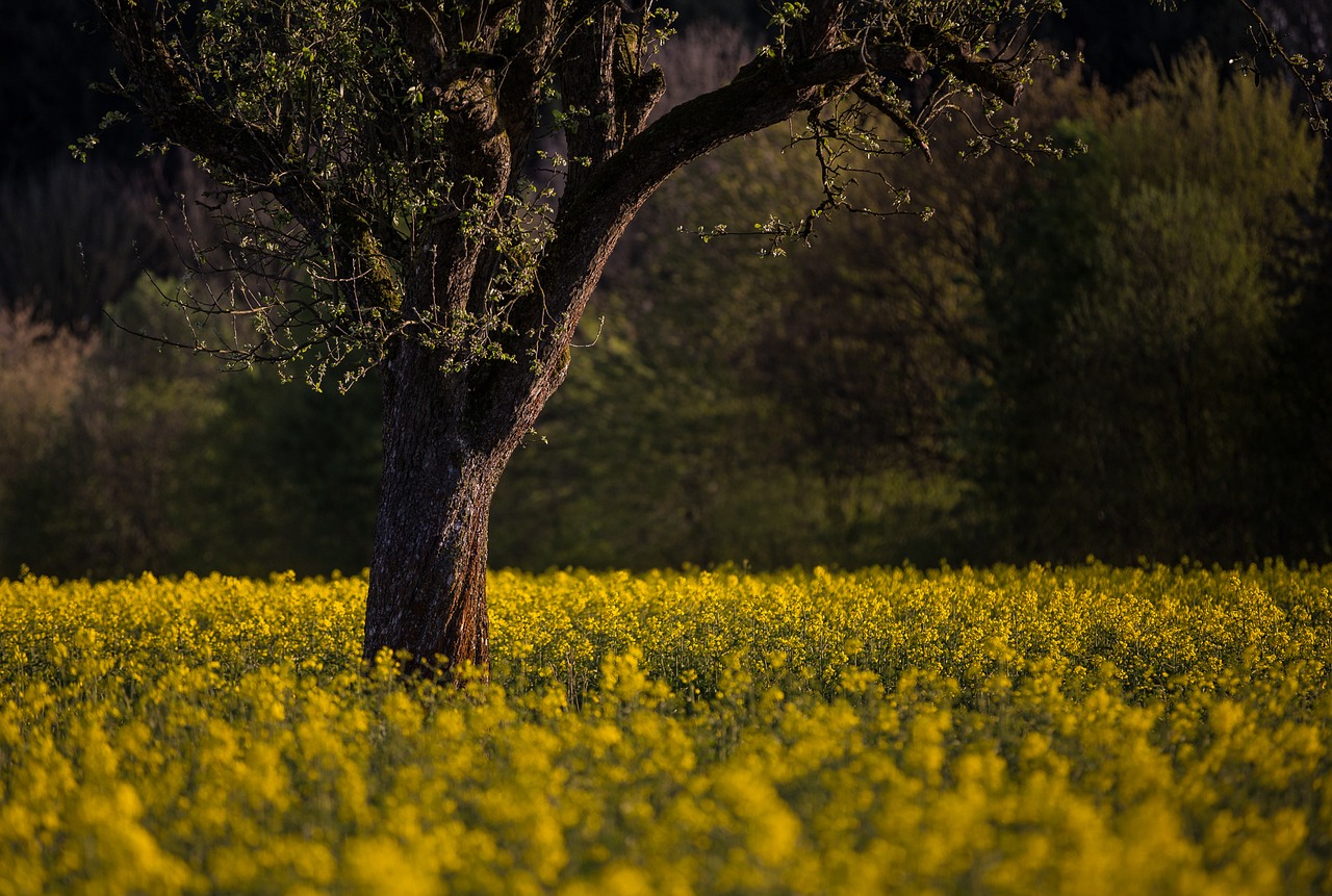 spring oilseed rape abendstimmung free photo