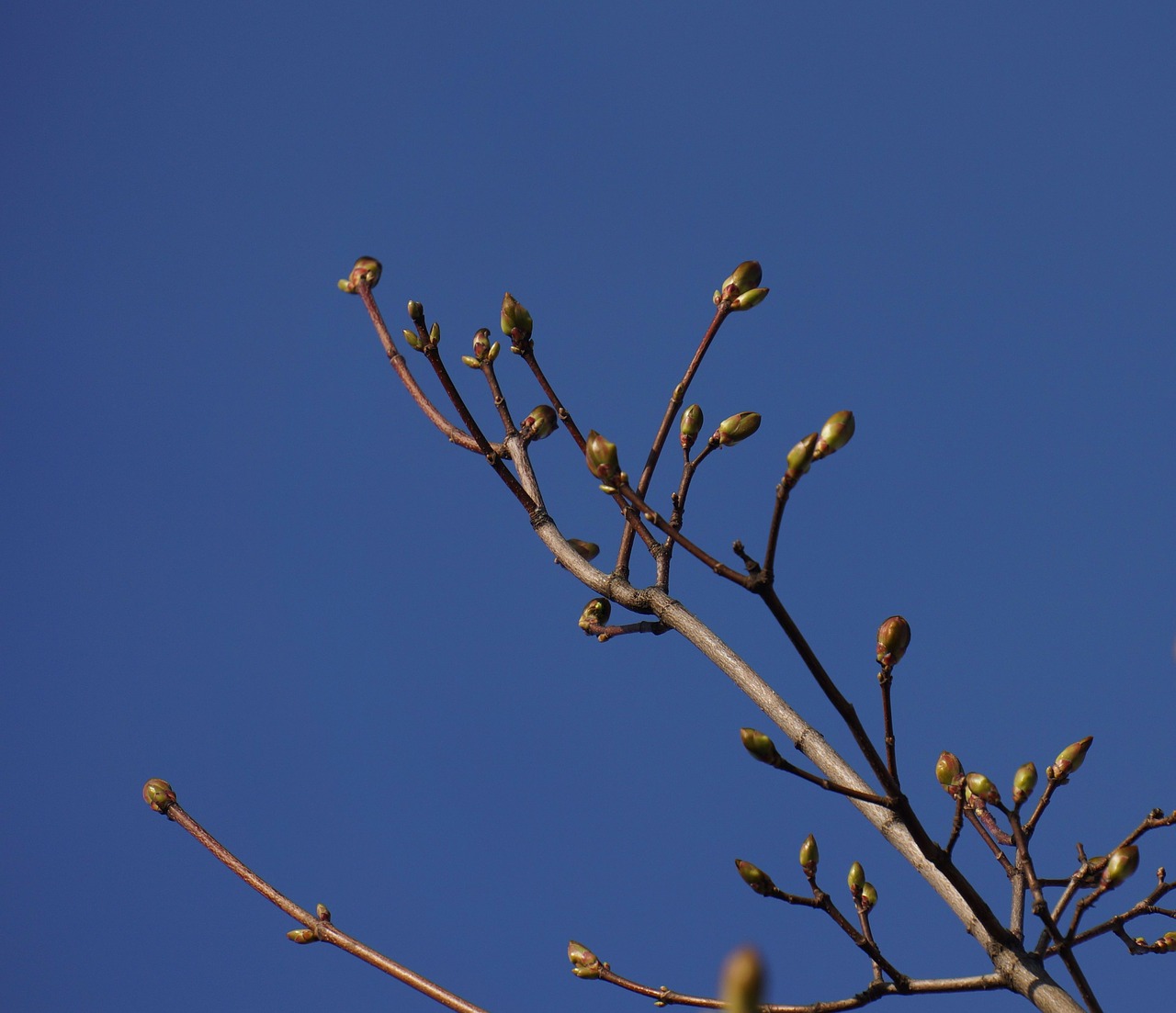 spring buds a new beginning free photo