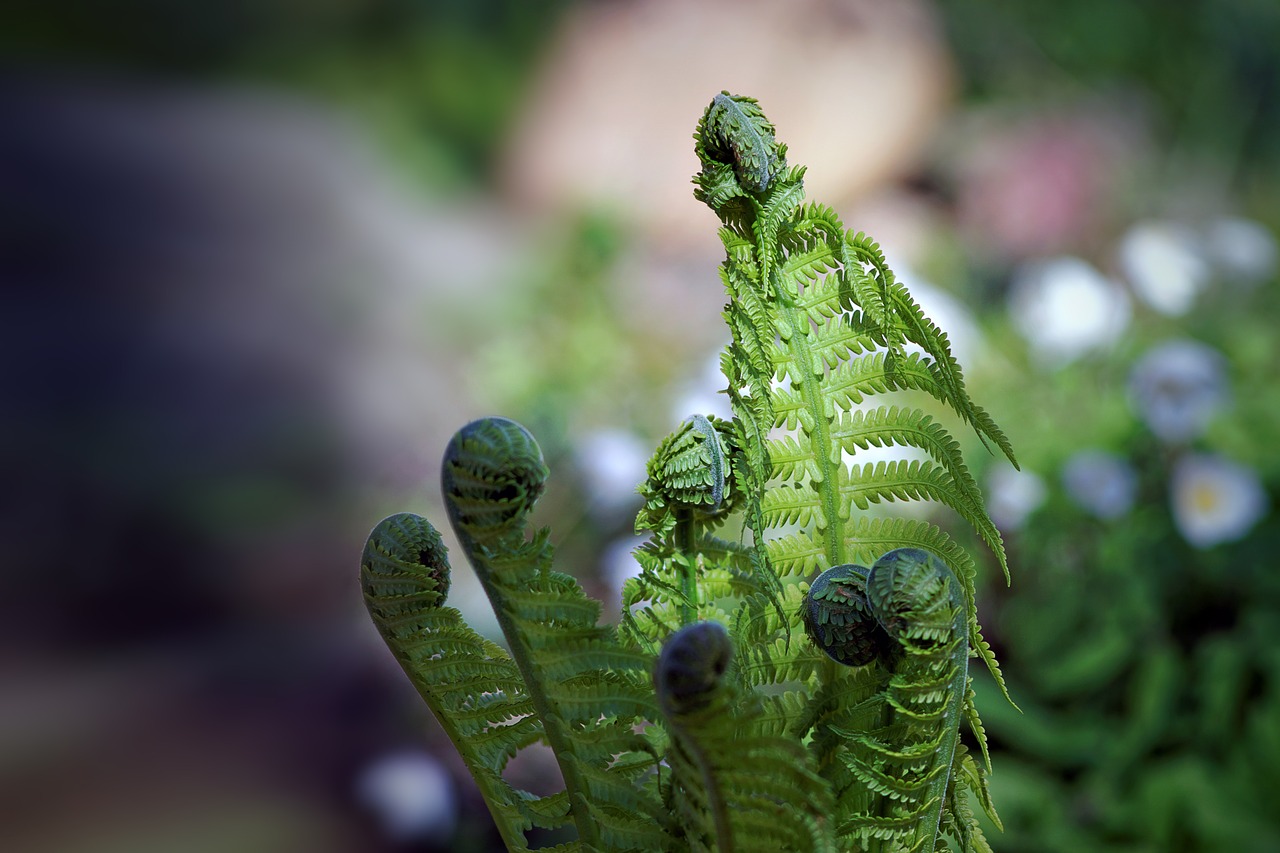 spring plant green free photo