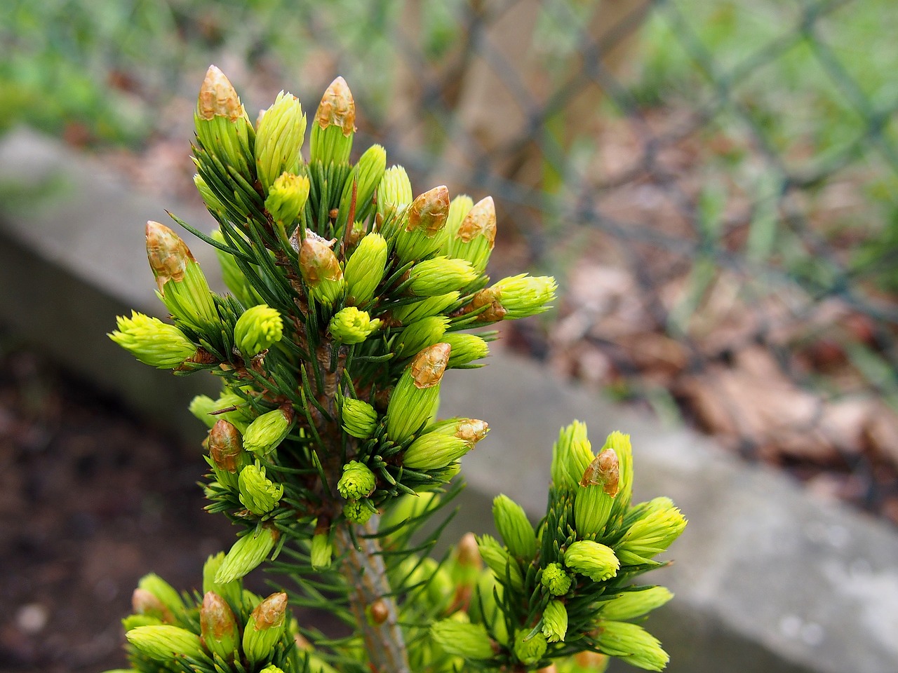 spring blooms larch free photo