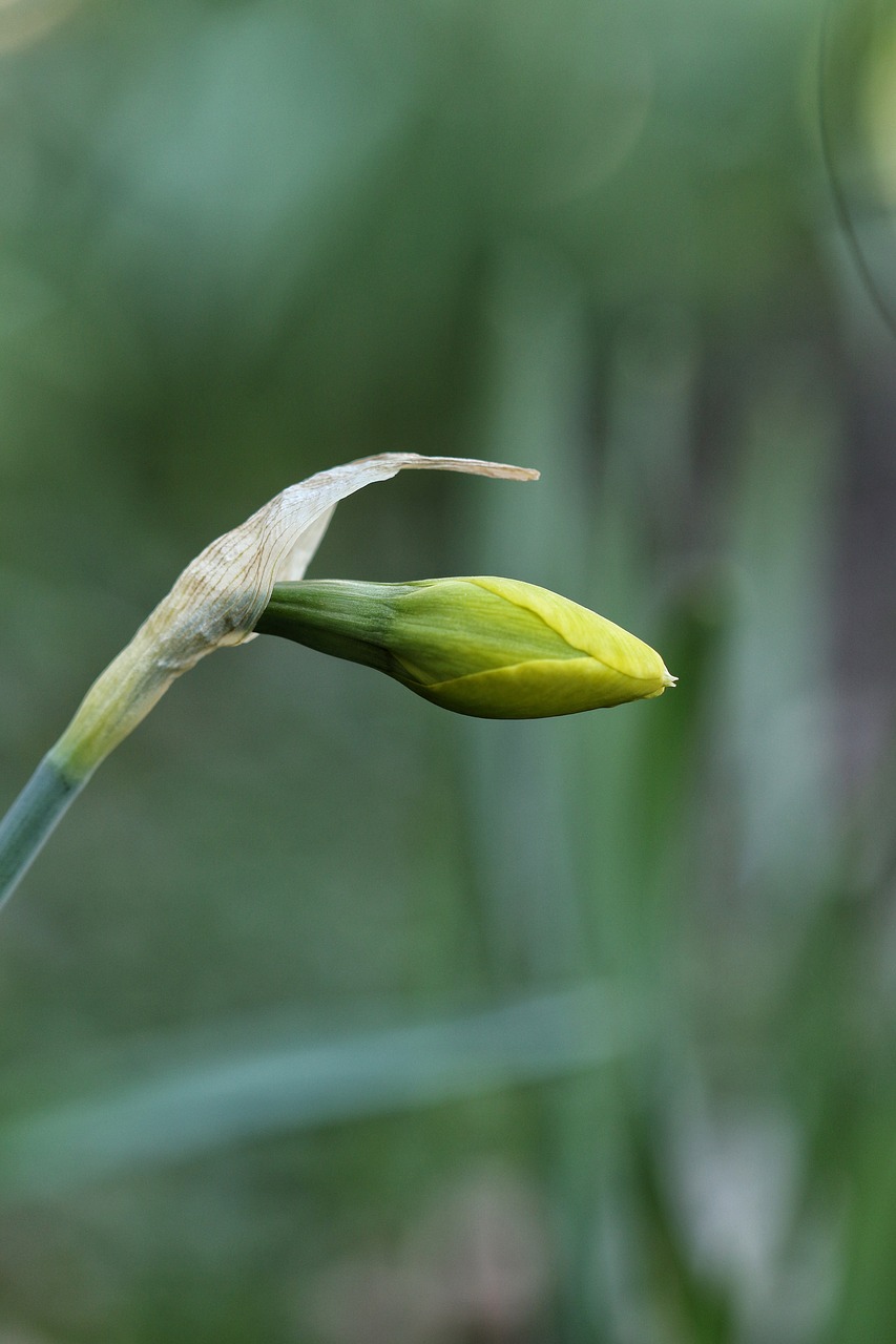 spring flower spring flower free photo