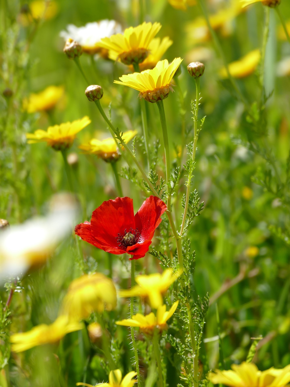 spring mallorca plant free photo