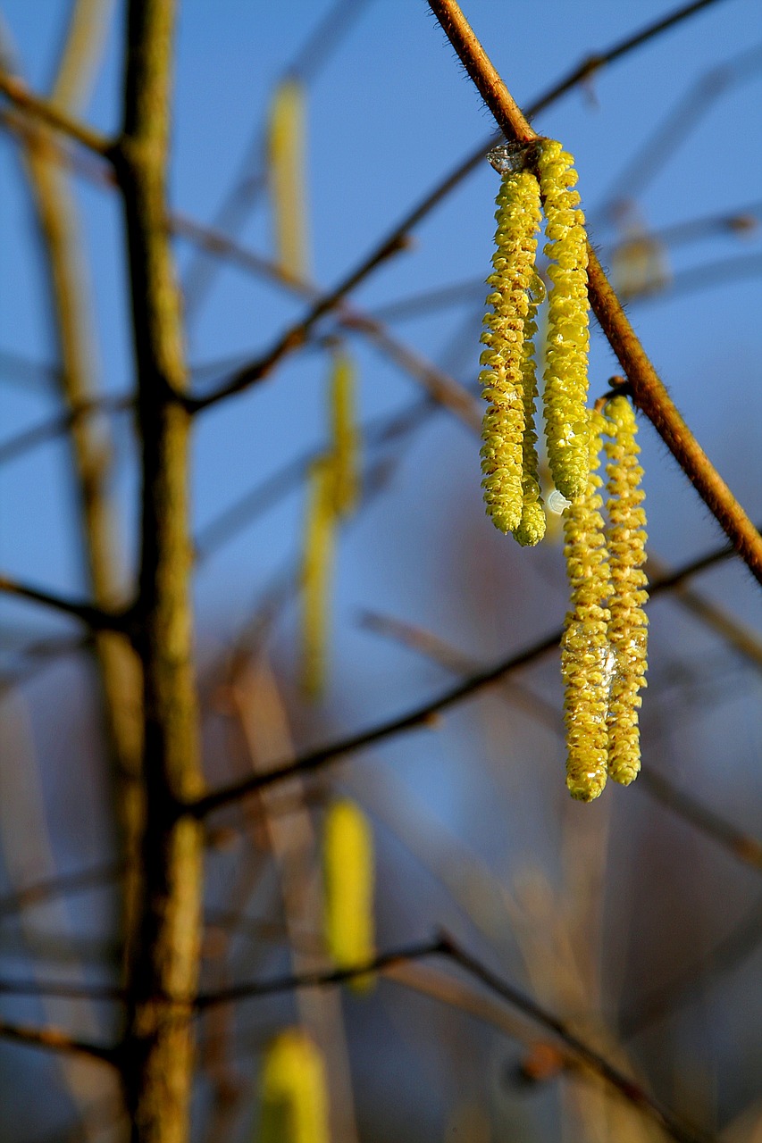 spring hazelnut kitten free photo