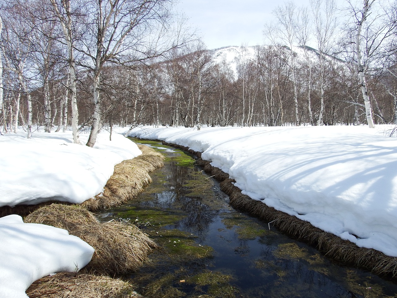 spring the melting of the snow puddles free photo