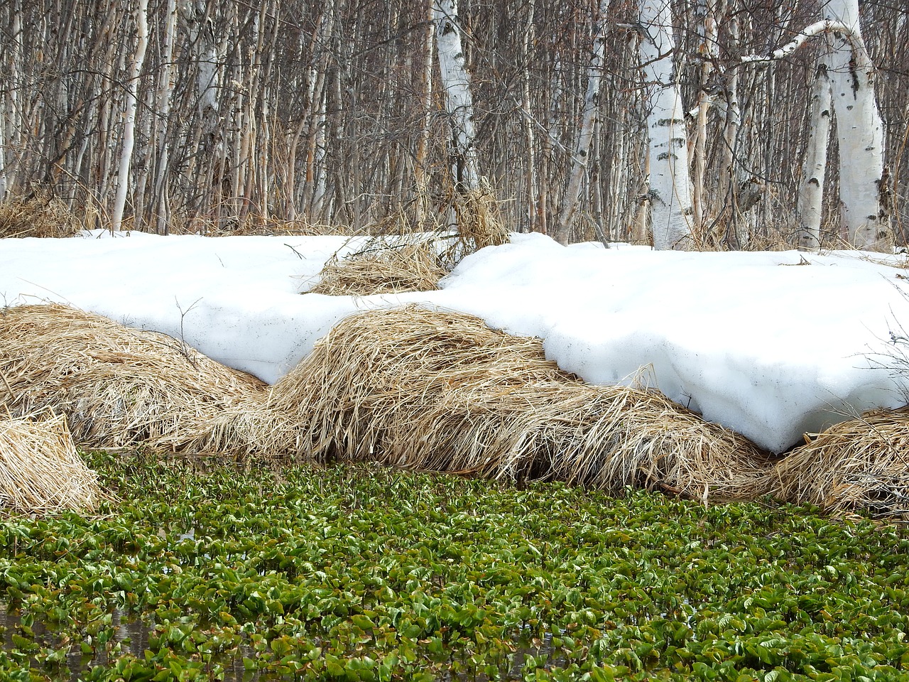 spring the melting of the snow puddles free photo