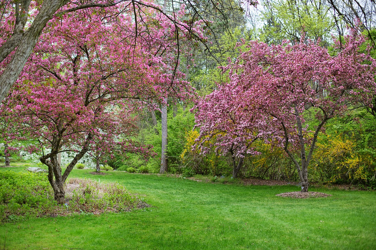 spring pink flowers pink tree free photo