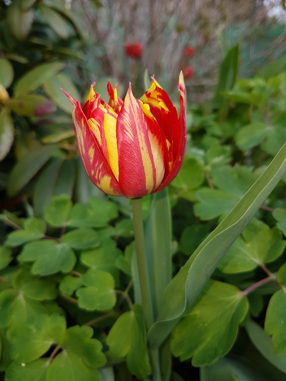 spring flowers tulips free photo