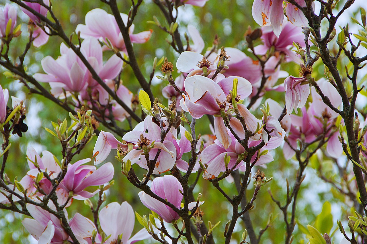 spring bloom spring bloom free photo