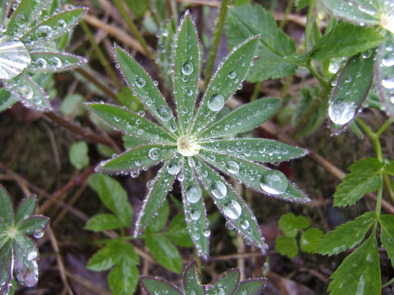 spring rosa grass free photo