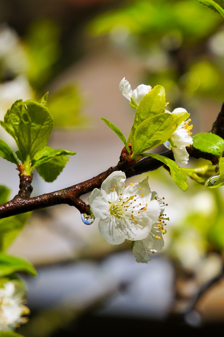 spring flowers rain free photo