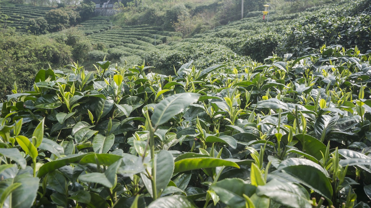 spring alpine tea garden free photo