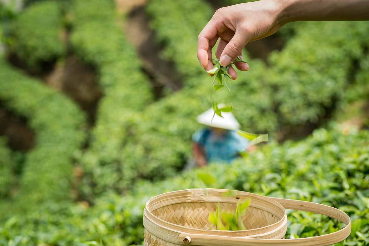 spring alpine tea garden free photo