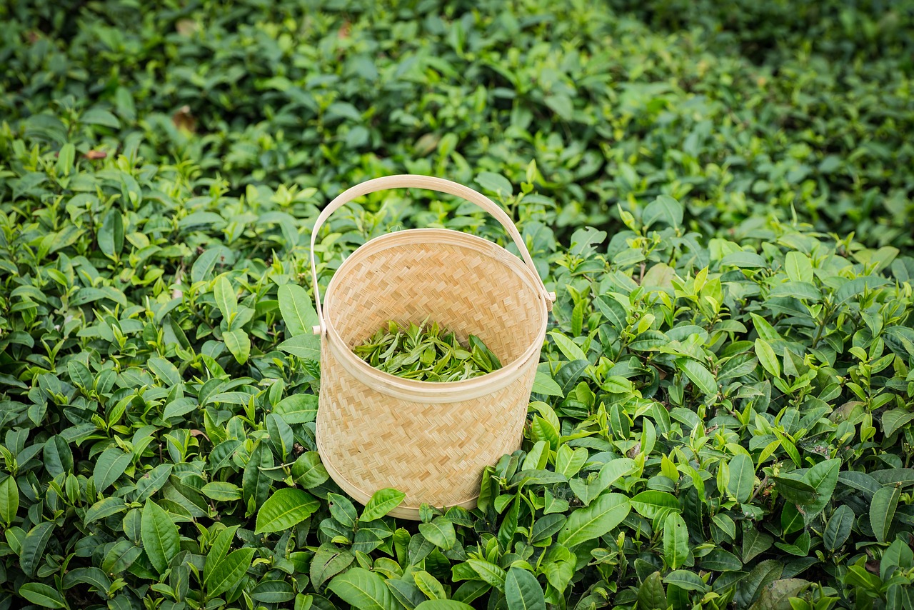 spring alpine tea garden free photo