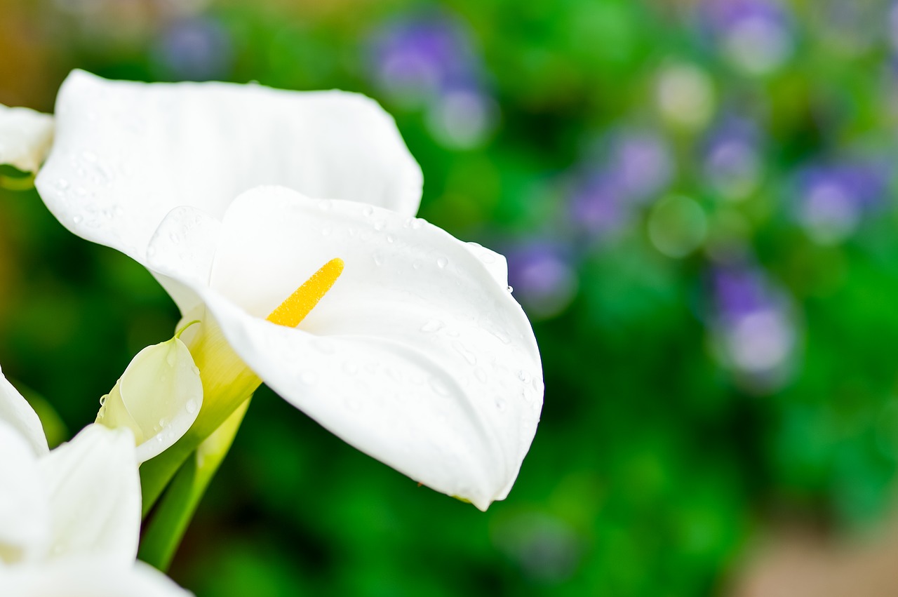 spring white flowers plant free photo