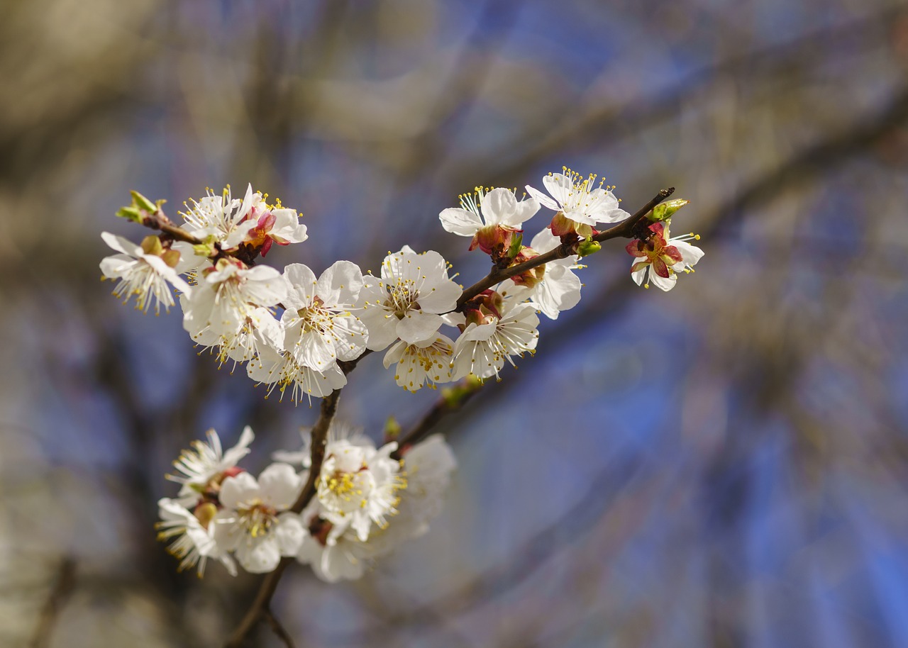 spring apricot tree free photo