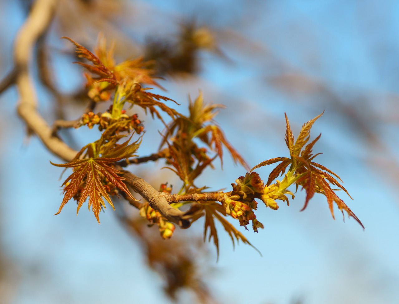spring maple leaves free photo