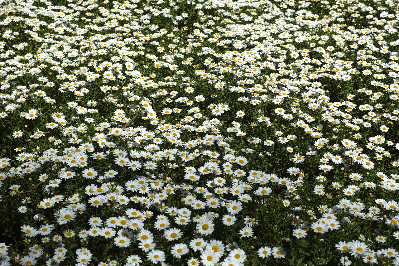 spring daisy garden free photo