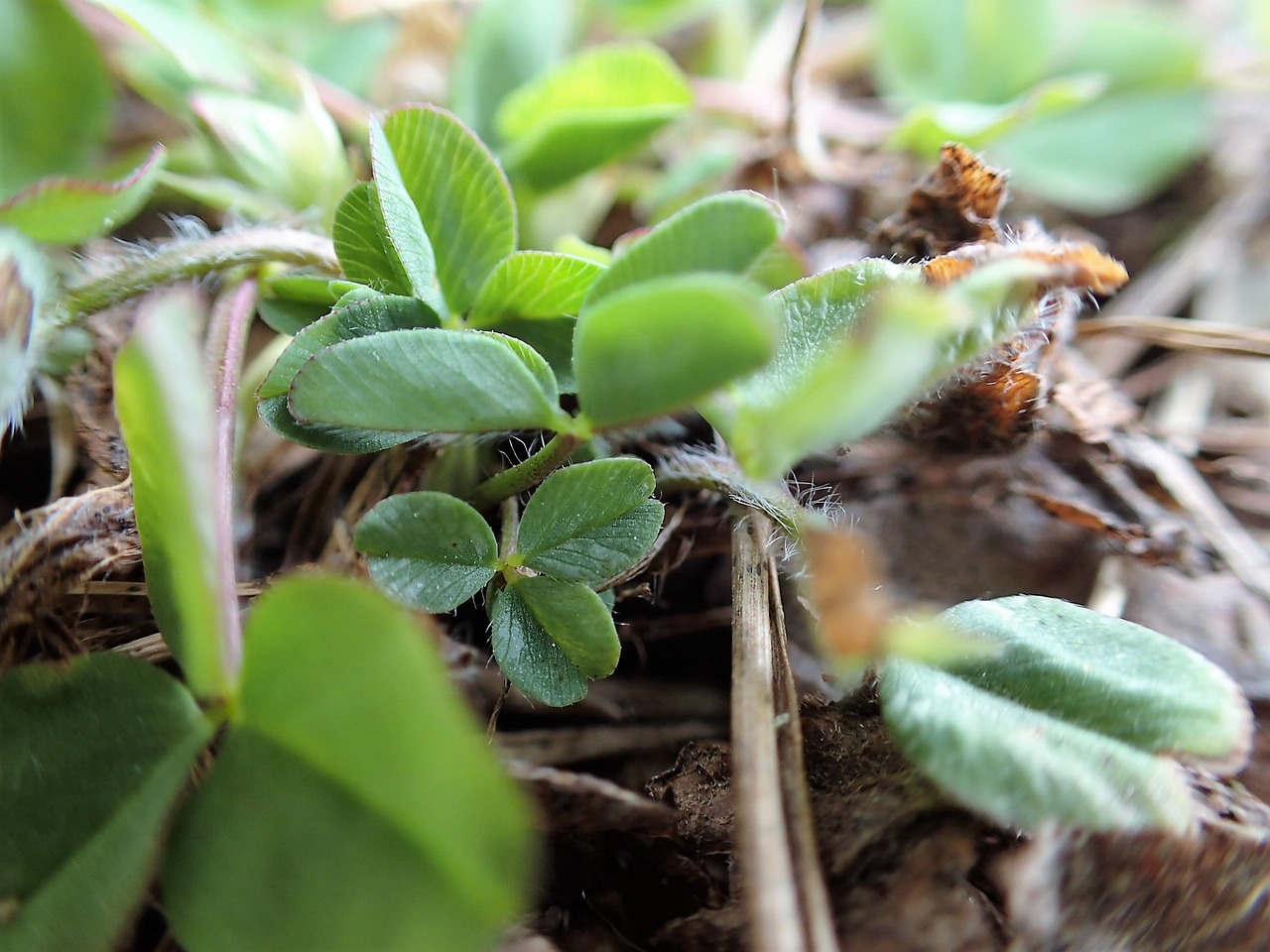 spring green growth free photo