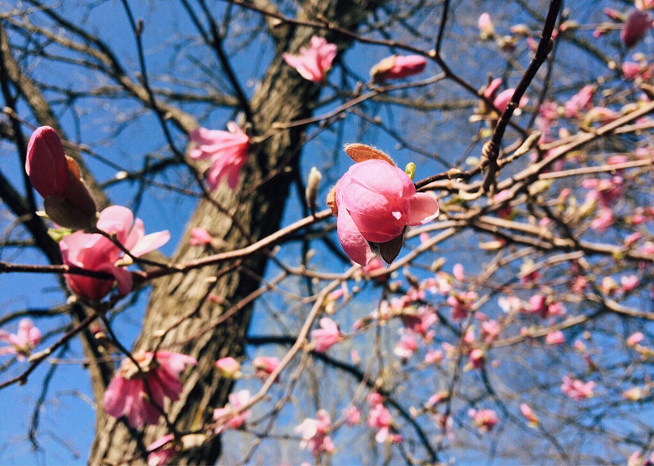 spring bloom flower free photo
