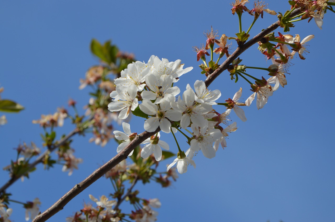 spring bloom nature free photo