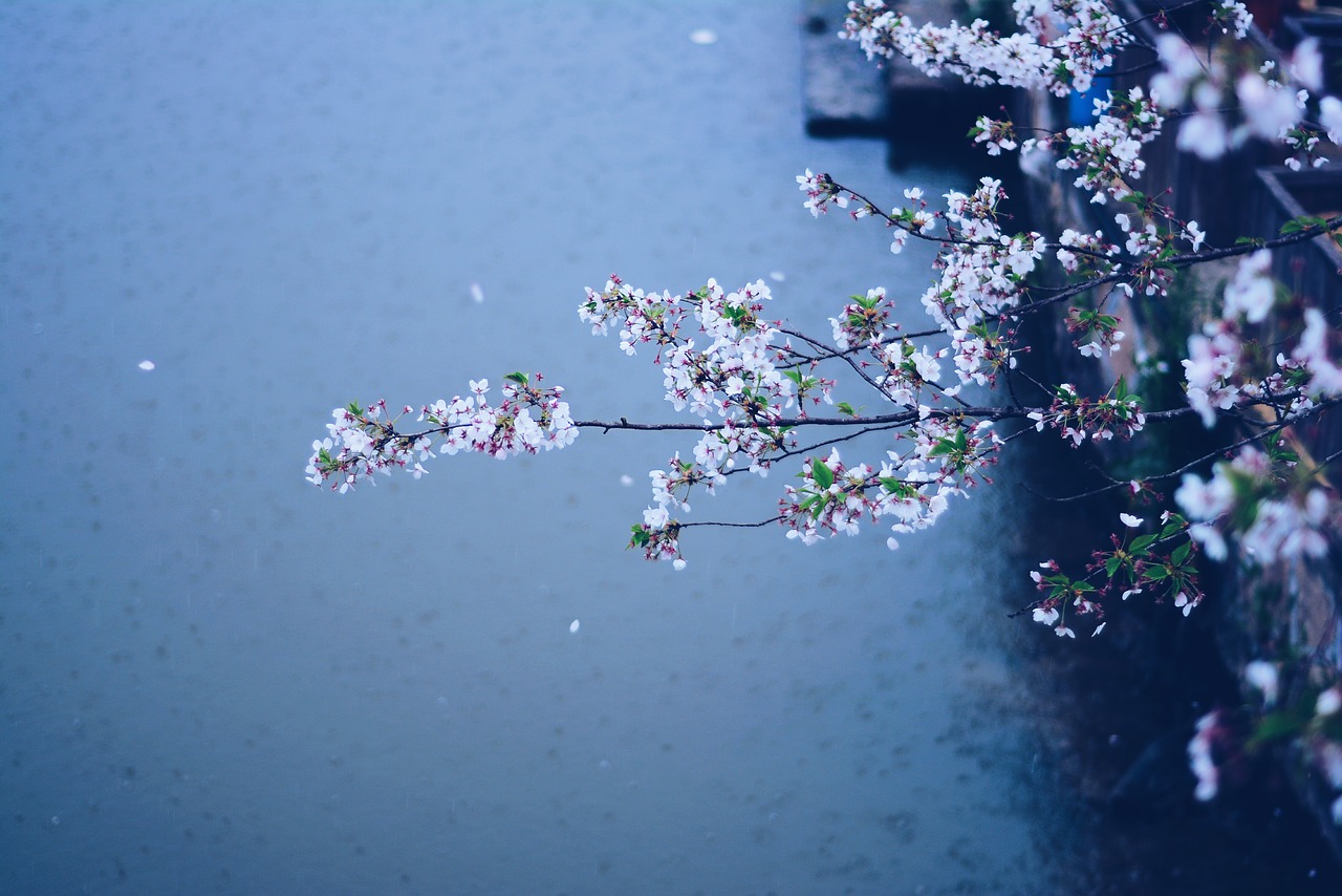 spring rain flowers free photo