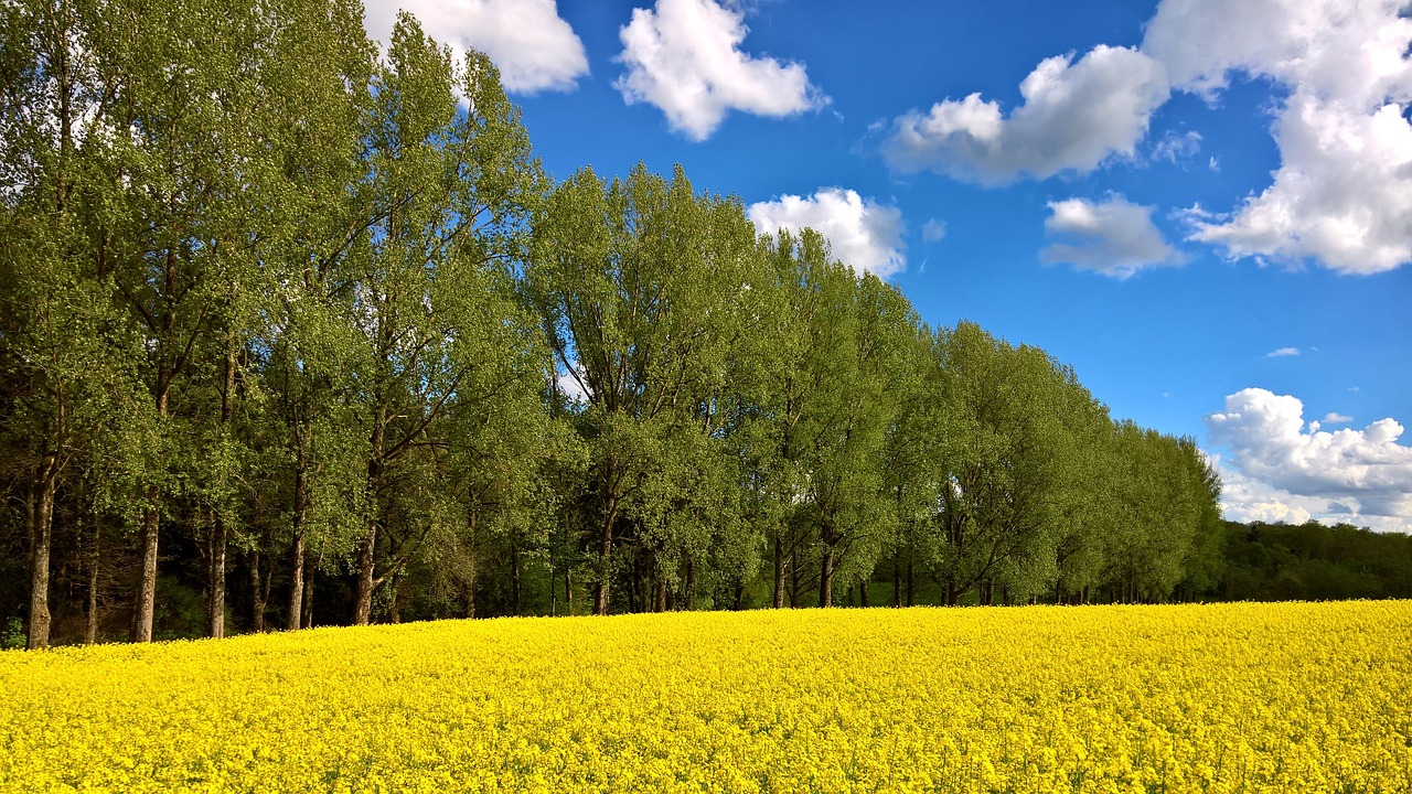 spring westerwald field free photo