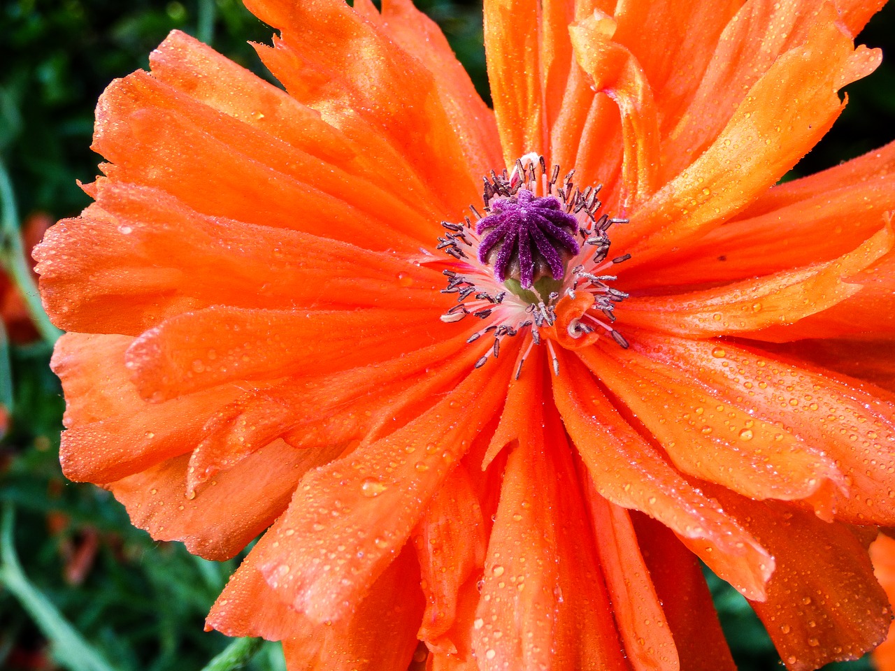 spring flower poppy free photo