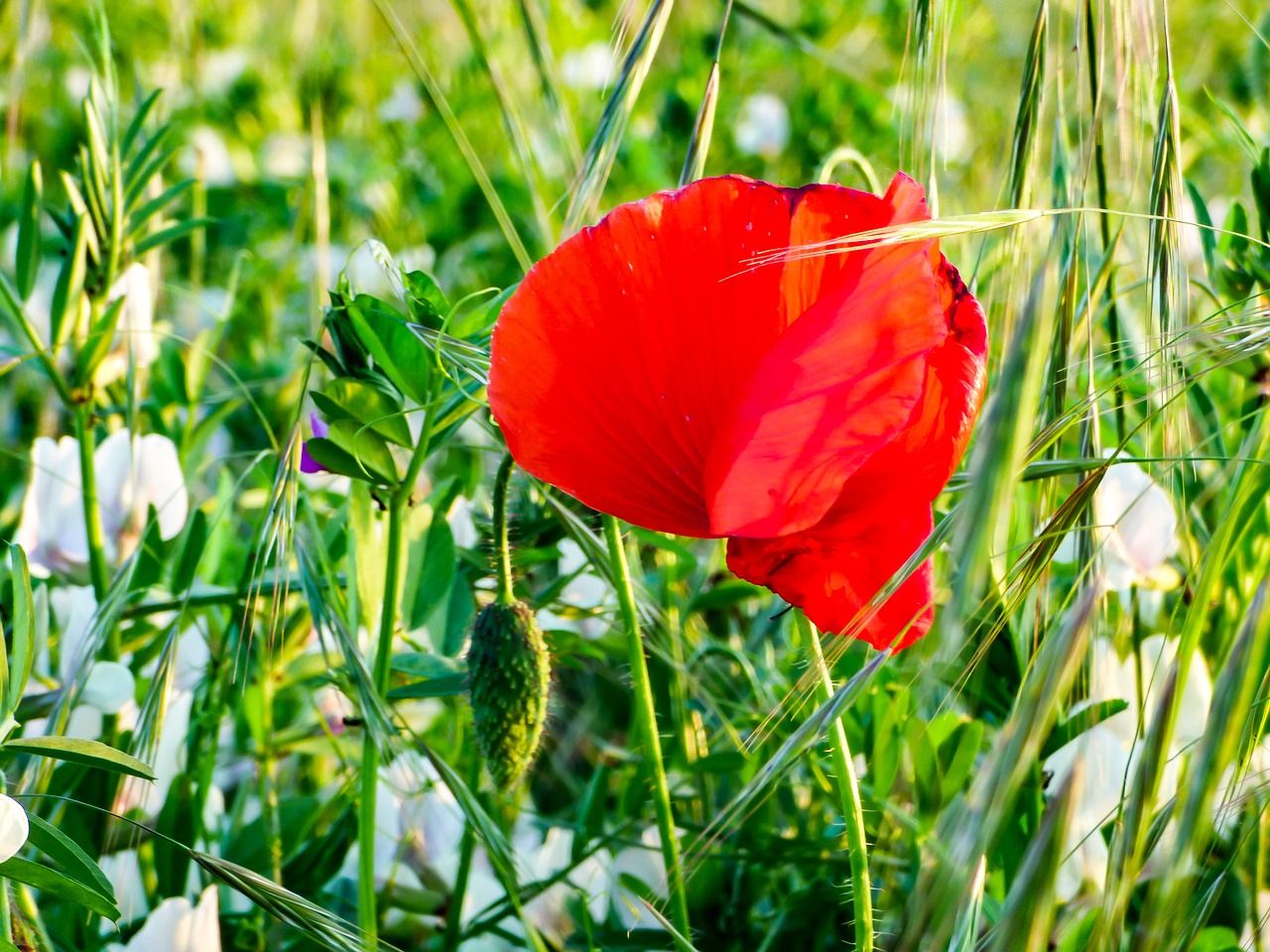 spring flower field free photo