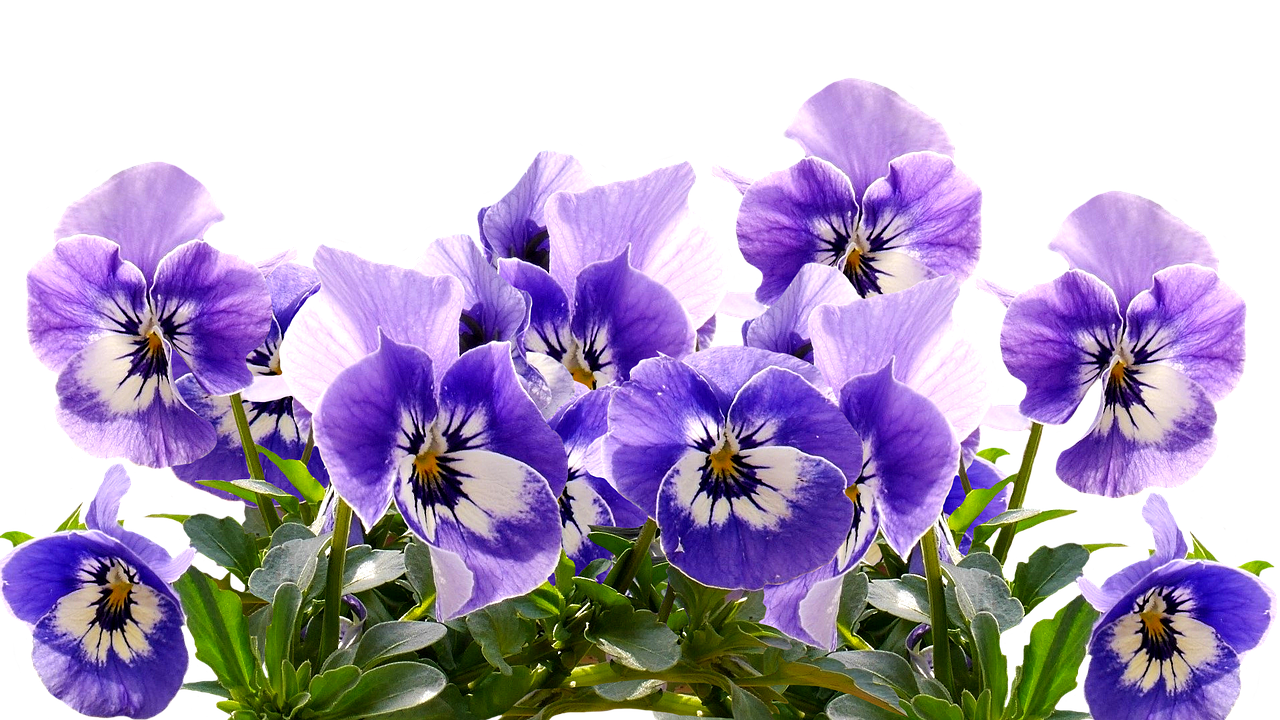 spring pansy mother's day free photo